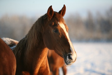Beautiful horse frosty day