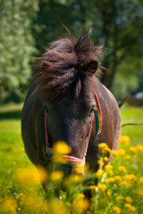 konik w kwiatach © rogozinski