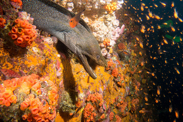 Fototapeta premium Moray Eel Malpelo