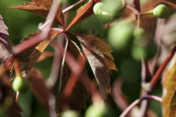 Red leaves surrounded by colours