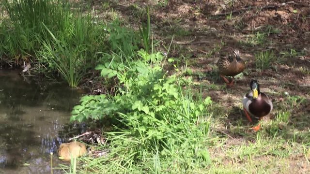 les deux canards sauvages