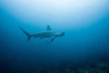 Hammerhead shark malpelo island