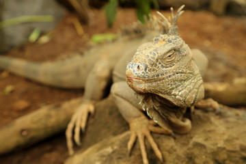 Iguana