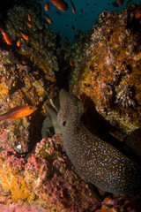 Moray Eel Malpelo