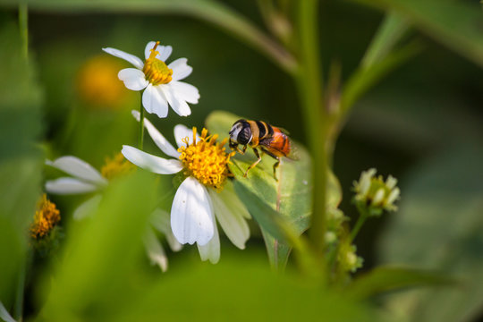 Close up cute flower flies on a Daisy flower / Hoverfly (Syrphidae)