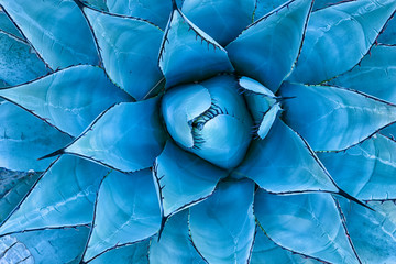 Niebieski kaktus