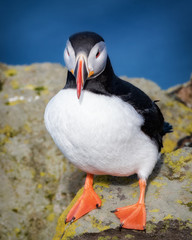 Naklejka premium Icelandic Puffin