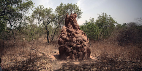 afrykańska sawanna - kopiec termitów - obrazy, fototapety, plakaty