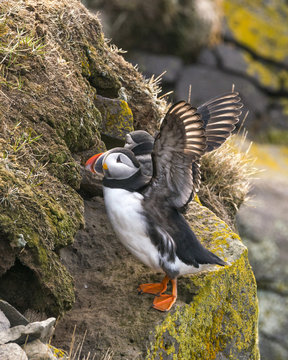 Icelandic Puffin 