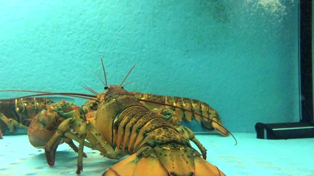 Lobsters Fighting in Blue Fish Tank