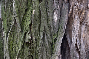 close-up bark of tree
