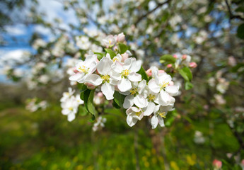 Branch of Apple blossoms against a blue sky