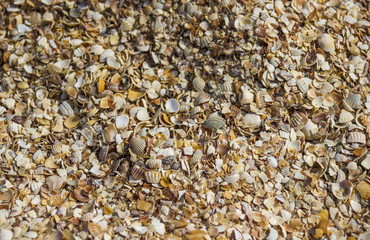 close-up cracked sea-shells