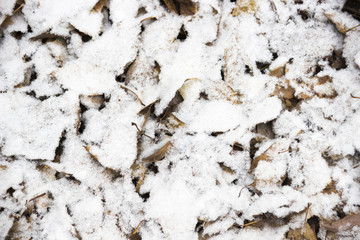 frozen leaves at the snow