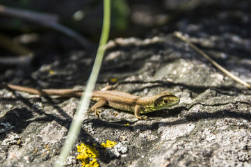 sand lizzard (Lacerta agilis)