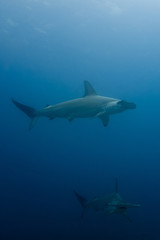 School of hammerhead sharks