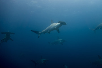 School of hammerhead sharks