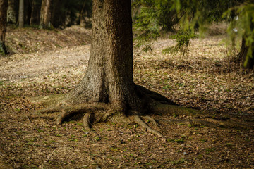 Корень и ствол старой ели © vasilaleksandrov