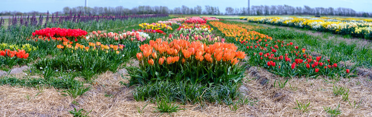 Different colors in a tulip field