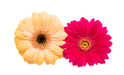 gerbera flowers