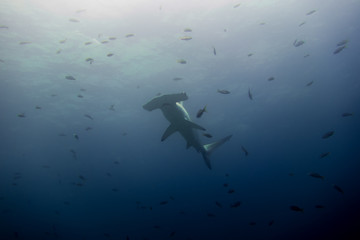 Obraz premium Hammerhead shark malpelo island