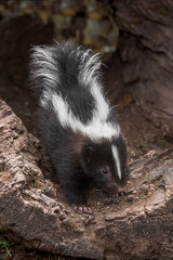 Striped Skunk (Mephitis mephitis) Kit Creeps Out of Log