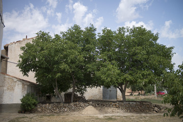 SOMBRAS BAJO EL VERDE