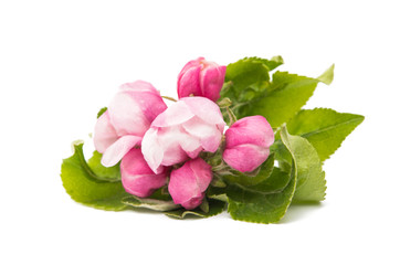 apple flowers isolated