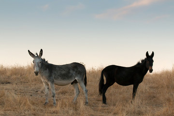 Deux ânes dans le champ