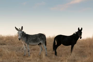 Papier Peint photo autocollant Âne Deux ânes dans le champ