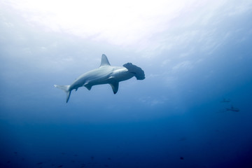 Hammerhead shark malpelo island - obrazy, fototapety, plakaty