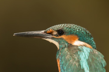 Profile of a kingfisher bird