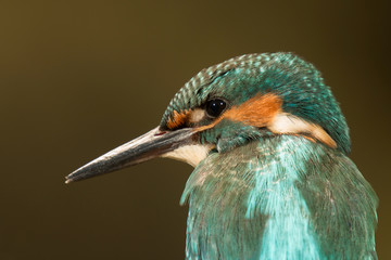 Profile of a kingfisher bird
