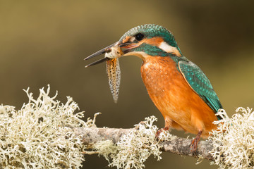 Kingfisher bird preening on a branch