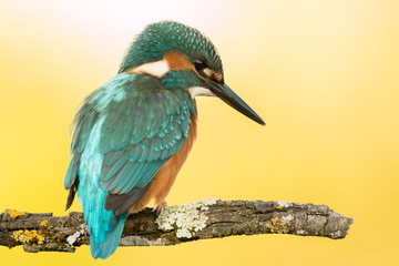 Kingfisher bird preening on a branch