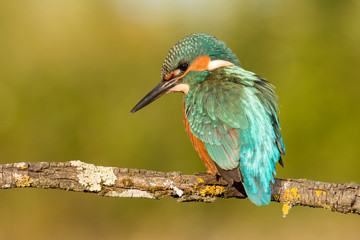 Kingfisher bird preening on a branch