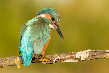 Kingfisher bird preening on a branch