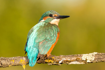 Kingfisher bird preening on a branch