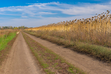 Fototapeta na wymiar Autumnal landscape with earth road on the edge of sunflower field in central Ukraine