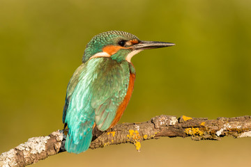 Kingfisher bird preening on a branch