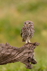 Cute owl