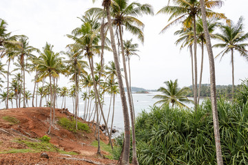 Fototapeta na wymiar Palm tropical beach.