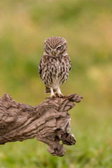 Cute owl
