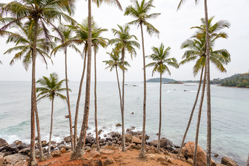 Palm tropical beach.