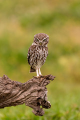 Cute owl