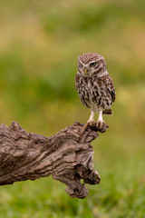 Cute owl