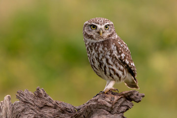 Cute owl