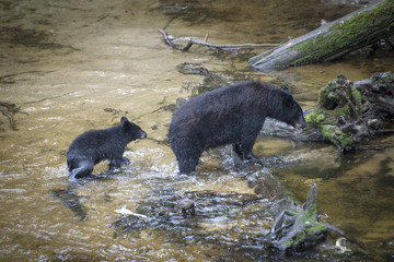 Obraz premium Mama Black Bear and Cub Crossing Anan Creek