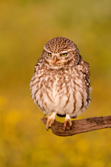 Cute owl