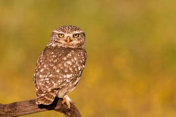 Cute owl
